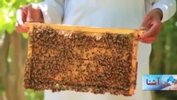 افزایش محصولات فارم های زنبور عسل در ولایت بلخ