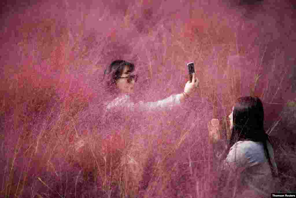 한국 서울 한남 공원의 핑크빛 수풀에서 두 여성이 사진을 찍고 있다. 