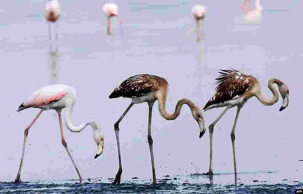 Flamingos are seen feeding off a beach north of Kuwait City.