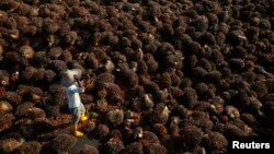A worker collects palm oil fruit inside a palm oil factory in Sepang, outside Kuala Lumpur June 18, 2014. 