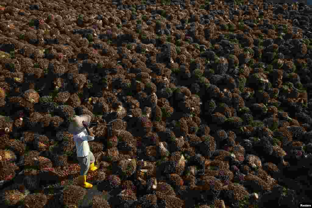 A worker collects palm oil fruit inside a palm oil factory in Sepang, outside Kuala Lumpur, Malaysia.