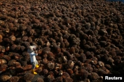 A worker collects palm oil fruit inside a palm oil factory in Sepang, outside Kuala Lumpur, Malaysia.