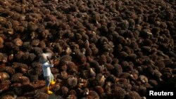 Seorang pekerja mengumpulkan kelapa sawit di dalam pabrik minyak kelapa sawit di Sepang, pinggiran Kuala Lumpur, Malaysia. (Foto: Dok)