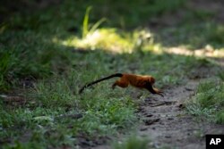FILE - A golden lion tamarin jumps on the ground during an observation tour at a private partner property of the golden lion tamarin ecological park, in the Atlantic Forest region of Silva Jardim, Rio de Janeiro state, Brazil, Thursday, June 16, 2022. (AP Photo/Bruna Prado)