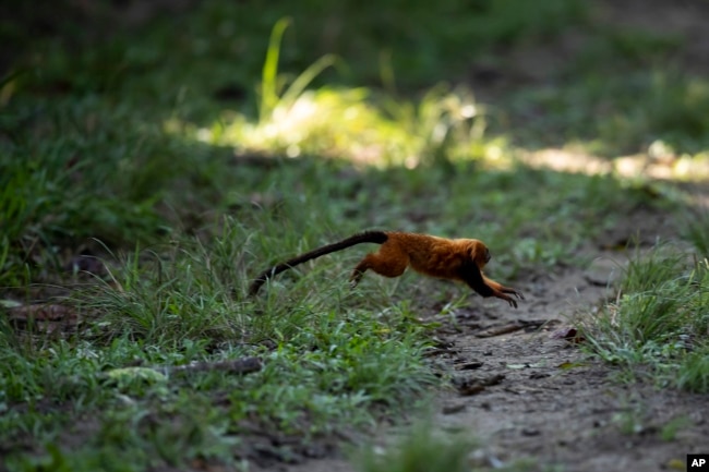 FILE - A golden lion tamarin jumps on the ground during an observation tour at a private partner property of the golden lion tamarin ecological park, in the Atlantic Forest region of Silva Jardim, Rio de Janeiro state, Brazil, Thursday, June 16, 2022. (AP Photo/Bruna Prado)