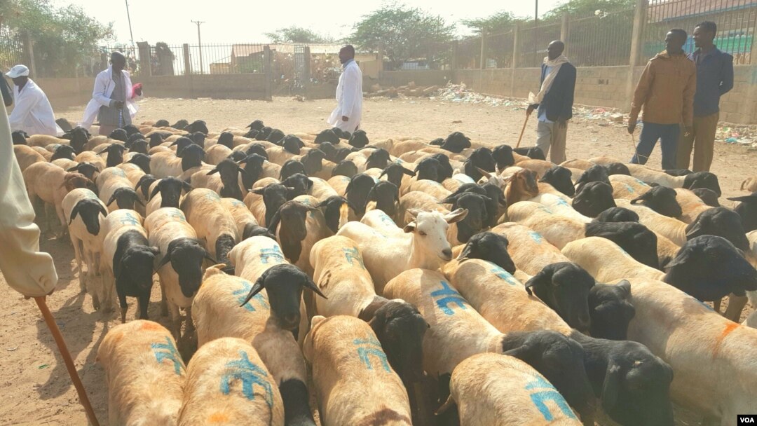 Sayladda Xoolaha ee Hargeisa