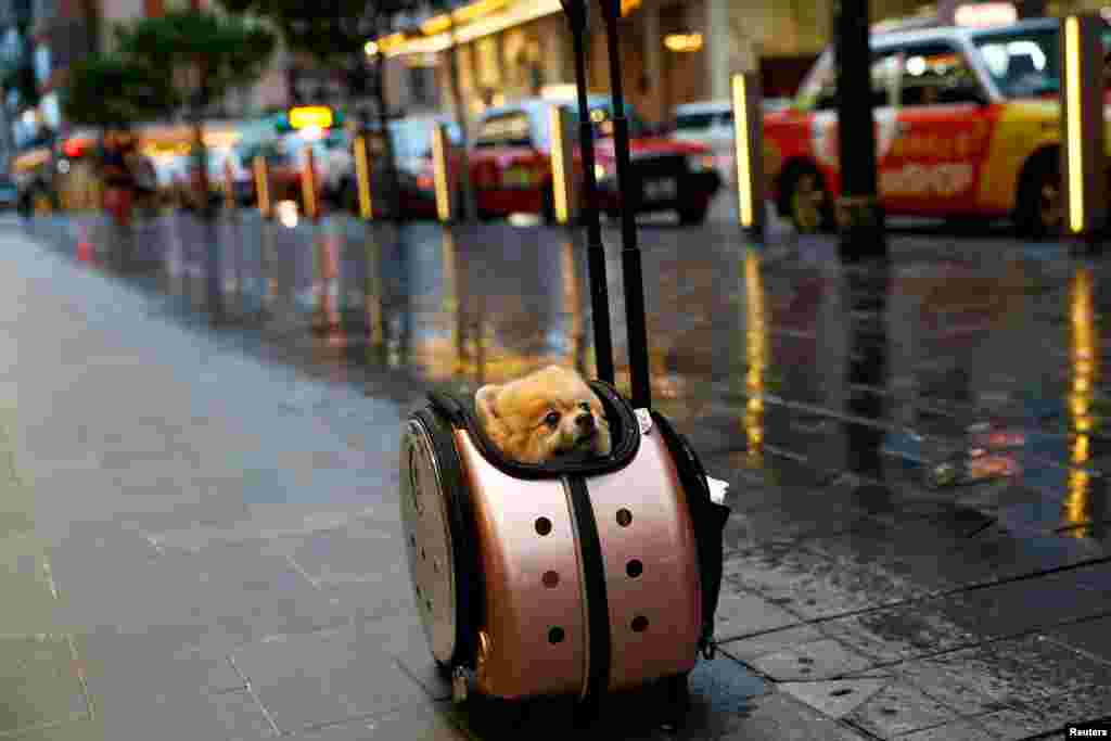 A Pomeranian dog sits in a rolling pet carrier in Hong Kong.