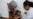 Mass Yellow Fever Vaccination Under Way in Brazil, Nigeria