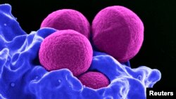 Allergies- Digitally-colorized scanning electron micrograph depicts methicillin-resistant Staphylococcus aureus...