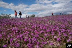 In this Wednesday, March 6, 2019, photo, people walk among wildflowers in bloom near Borrego Springs, Calif. (AP Photo/Gregory Bull)