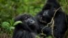 Protection Efforts Help Mountain Gorilla Population Grow