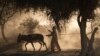 In this Nov. 2, 2012 photo, a boy drives a donkey to pull water up from a well outside Louri village in Chad in the Sahel.