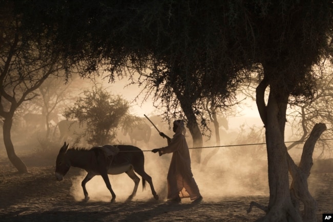 In this Nov. 2, 2012 photo, a boy drives a donkey to pull water up from a well outside Louri village in Chad in the Sahel.