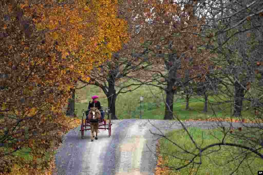 Fora Hillman mengendarai kereta yang ditarik oleh kuda poninya saat musim gugur di sepanjang jalan Willisville, kota Loudoun, Virginia, AS.