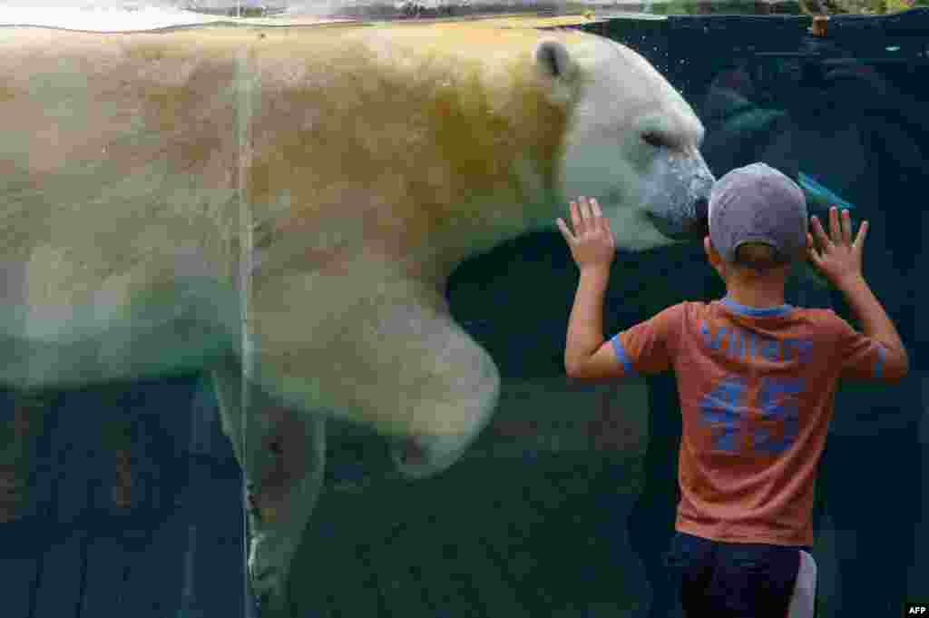 A young boy watches a polar bear at the Mulhouse zoo, eastern France.