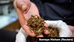 Seseorang menyendok segenggam larva lalat tentara hitam (Hermentia Illucens), 23 Agustus 2019. (Foto: REUTERS/Sumaya Hisham)