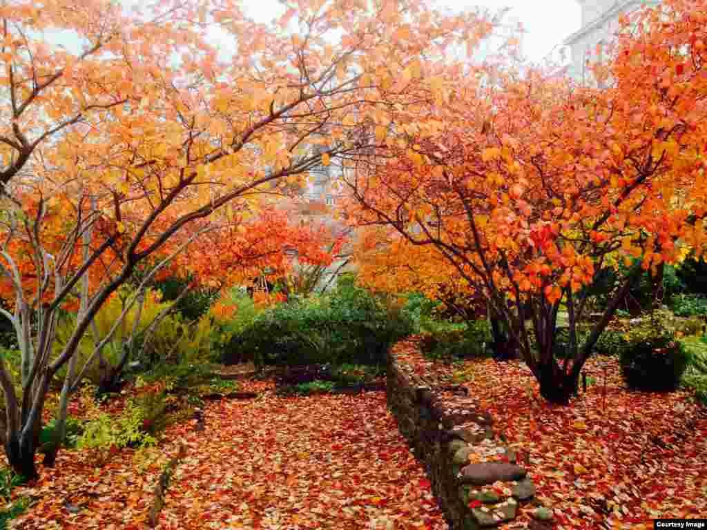 미국 워싱턴 DC의 하원 행정건물인 '레이번빌딩' 주변 정원이 가을색으로 물들었다.