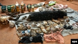 Carcasses of dead tiger cubs are displayed after being found during a raid at the Tiger Temple in Kanchanaburi Province, Thailand, June 1, 2016. (EPA/STR THAILAND OUT)