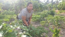 Ibu Hatminah (32) diantara tanaman terung yang ditanaman di pekarangan rumah di desa Jono Oge, Kabupaten Sigi, Sulawesi Tengah, 22 Desember 2019. (Foto: VOA/Yoanes Litha)