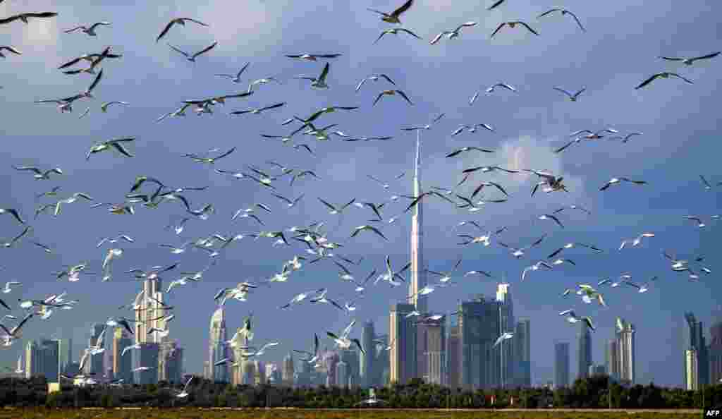 Seagulls fly as the huge buildings of Dubai, including the world's tallest skyscraper Burj Khalifa, can be seen behind them. 