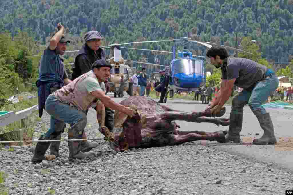 Tim penolong menolong seekor sapi yang tertimbun tanah longsor di Villa Santa Lucia, Chile selatan, yang menewaskan sedikitnya 12 orang dan belasan lainnya masih hilang.