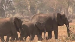 Kenya Counts Elephants From the Air