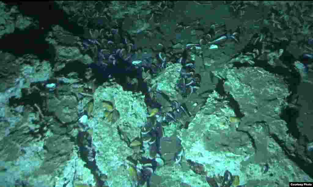 Mussels nestled within exposed carbonate mound in an active methane seep. Costa Rica Margin, 1,000 meter water depth. (V. Orphan) 