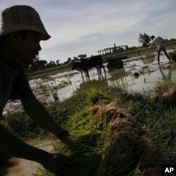 Rice farmers in Cambodia tend to their crops. Some 12% of the country's paddy fields are believed to have been destroyed due to the flooding in Southeast Asia.