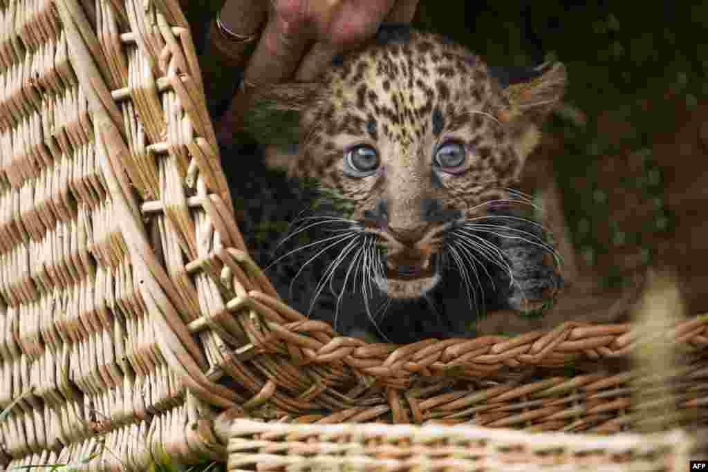 An eight-week-old leopard cub looks out from a basket as it is unveiled to media and the public at the Tierpark zoo in Berlin, Germany.&nbsp; The Java-leopard was born in the zoo on June 17 to mother Shinta. The cub has yet to be named.