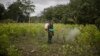 Un oficial de policía antinarcóticos rocía herbicida en plantas de coca como parte de una operación de erradicación manual en Tumaco, Colombia, en diciembre de 2020. [Foto de archivo]