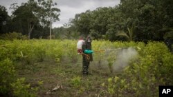 Un oficial de policía antinarcóticos rocía herbicida en plantas de coca como parte de una operación de erradicación manual en Tumaco, Colombia, en diciembre de 2020. [Foto de archivo]