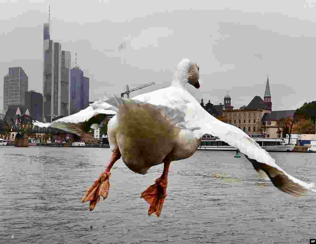 A big white goose takes off from the banks of the river Main with the banking district in the background in Frankfurt, Germany, on a grey Friday.