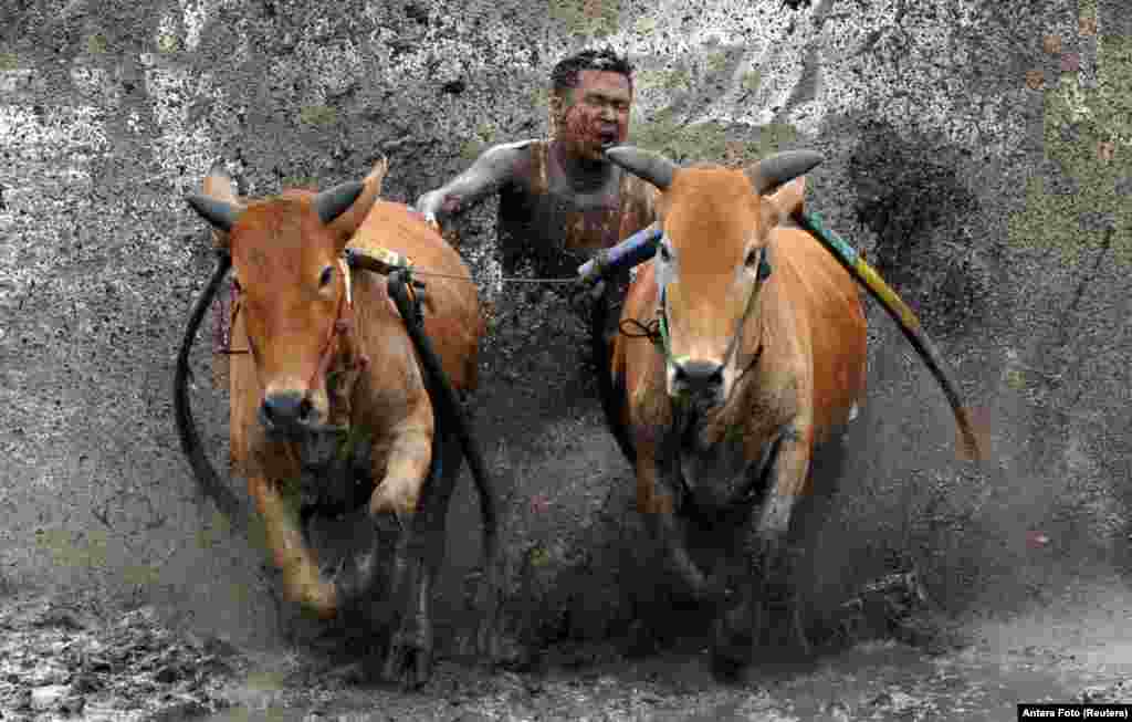 A jockey spurs his cows during Pacu Jawi practice in Tanah Datar, West Sumatra Province, Indonesia, March 13, 2021.