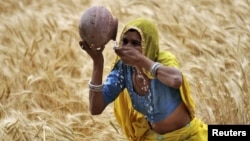 FILE - A female farmer drinks water from an earthen pot in a wheat field on the outskirts of Ajmer in the desert Indian state of Rajasthan, April 4, 2015.