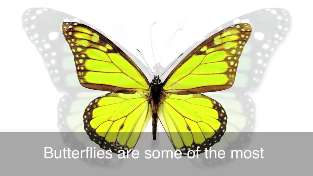 English in a Minute To Have Butterflies