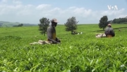 Kenya-Tea-Job Losses - USAGM