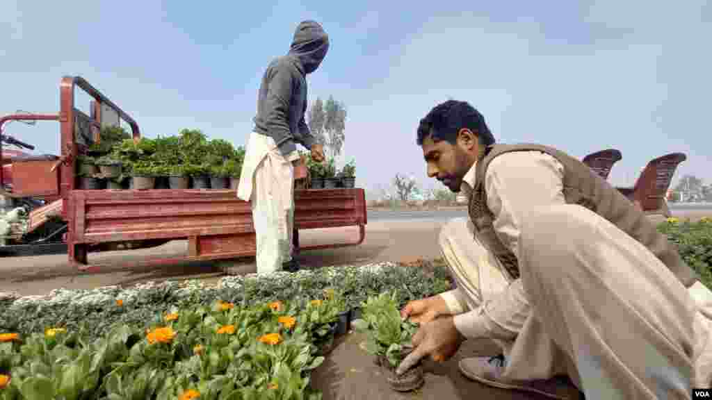 ملکی اور بیرونِ ممالک سب سے زیادہ پھول، پودے اور باغبانی سے جڑی اشیا پتوکی سے ہی سپلائی کی جاتی ہیں۔