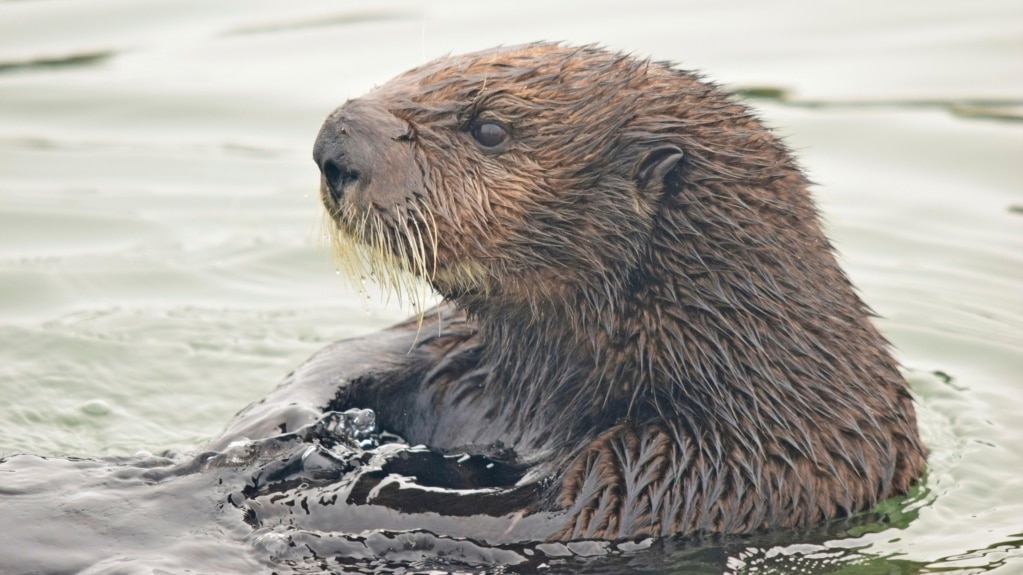 Sea Otters Help Save California’s Wetlands
