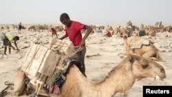 Blocs de sel taillés en briques en train d'être chargés sur le dos dun dromadaire, dépression du Danakil, Ethiopie, le 22 avril 2013. 