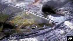 A salmon's travels to spawn are cut short because of two dams blocking its way along the Elwha River.