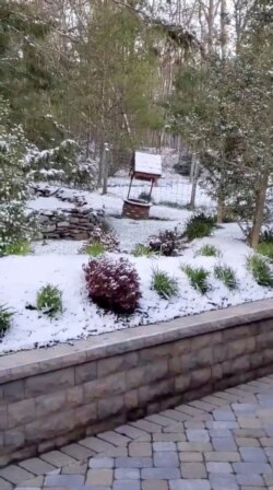 A view of a yard after snowfall in Newton, N.J., May 9, 2020, in this still image obtained from social media video. (John Ballance via Reuters)