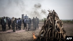 Joseph Kabila allume une pile d'une tonne d'écailles d'ivoire et de pangolin, Kinshasa, le 30 septembre 2018.