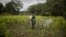 Un oficial de policía antinarcóticos rocía herbicida en plantas de coca como parte de una operación de erradicación manual en Tumaco, Colombia, en diciembre de 2020. [Foto de archivo]