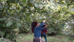 Hazelnut pickers who mostly come from Turkey’s predominately Kurdish region work seven days a week, 11 hours a day for the month season. (D. Jones/VOA)