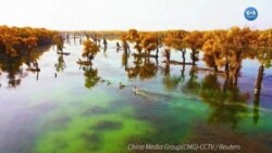 Türü Tehlikedeki Kızıl Geyikler Havadan Görüntülendi