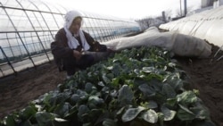 Chiyoko Kaizuka weeds her spinach field in Moriya, Ibaraki prefecture, Japan