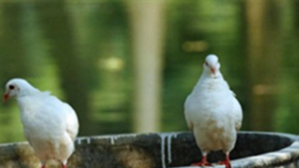 Vietnamese Peace Pigeons Appearing on Dinner Tables