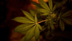 Marijuana Use Rampant Among SSudan Youth