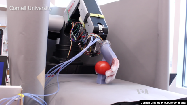 纽约康奈尔大学制造的能够识别番茄何时完全生长的机器人