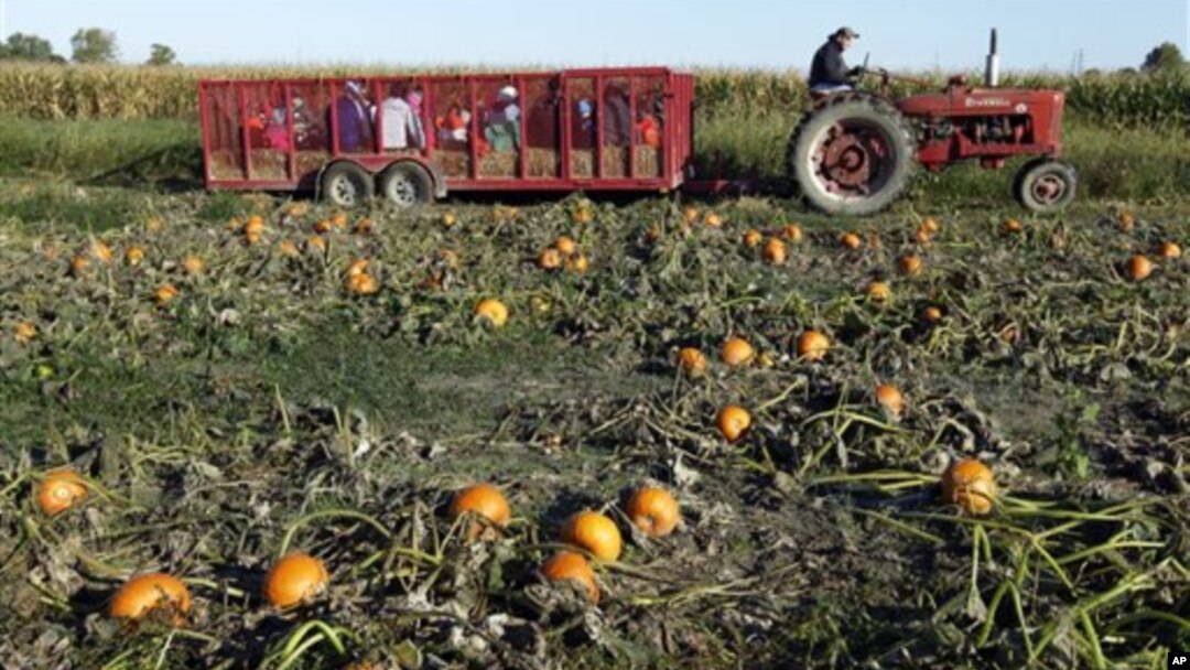Menurut Huffer, pemilik “Jumbo Pumpkin Patch”, orang-orang yang mengunjungi ladangnya juga senang naik gerobak jerami yang membawanya ke ladang labu (foto: Dok)..